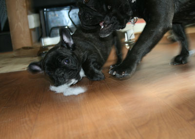 frenchbull