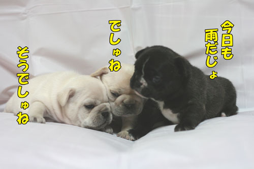 �ե����֥�ɥå����Ҹ�
