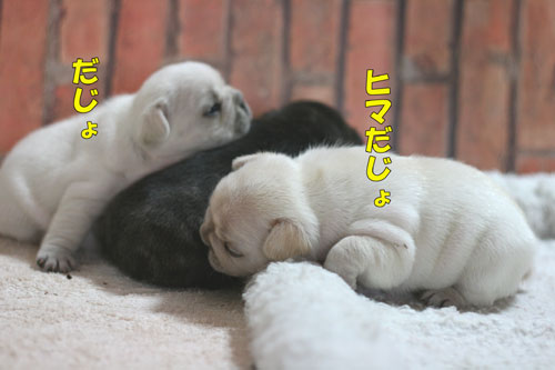 �ե�֥롡�Ҹ�