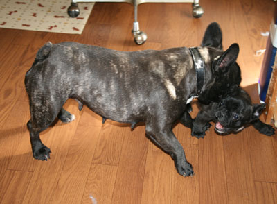 frenchbull