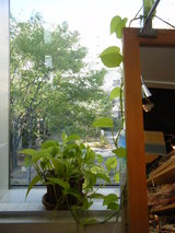 DSCF7481