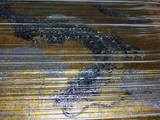 DSCF6141