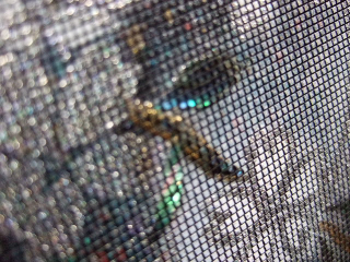 DSCF5616