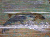 DSCF6153