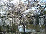 鶴岡八幡宮2