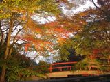 河鹿橋ライトアップ