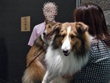 犬3