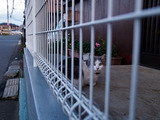 ねこたーん