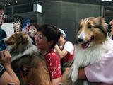 犬1