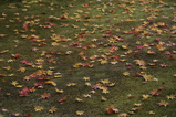 紅葉6