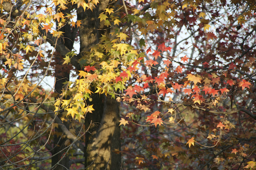 紅葉