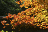 紅葉4