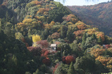 紅葉7