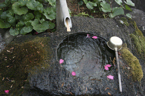 山茶花