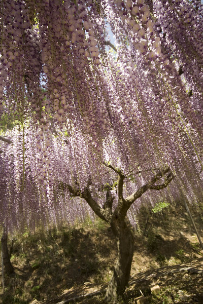 藤