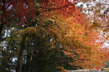 紅葉9