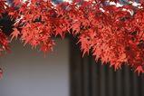 紅葉1