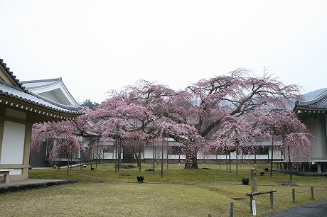 醍醐寺