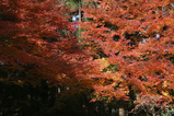 紅葉10