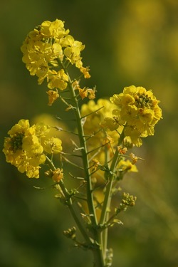 �ڤβ�