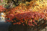 紅葉2