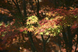 紅葉14