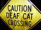deaf-cat-crossing
