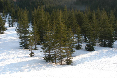 sugi