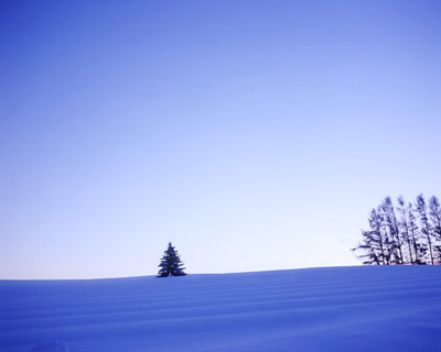 雪と木