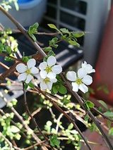 ユキヤナギ