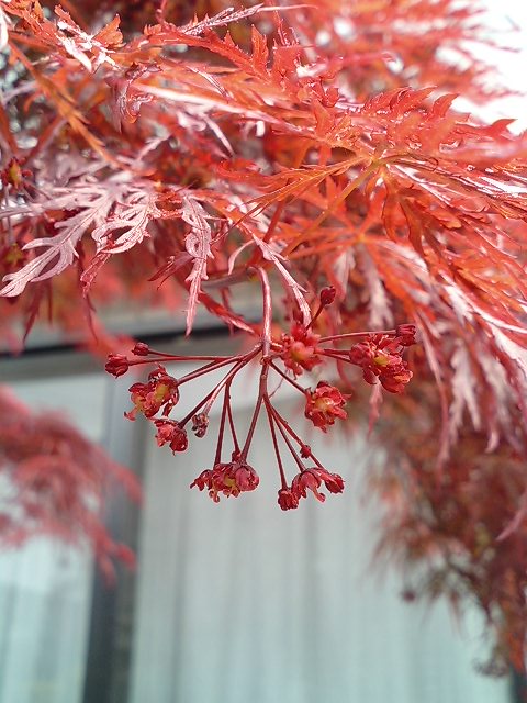 モミジの花