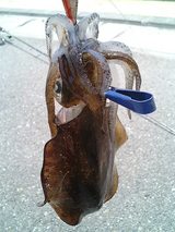 45cm¡¡480£ç