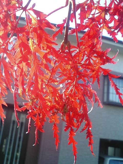 真っ赤に色づく紅葉
