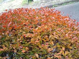 ドウダンツツジの紅葉