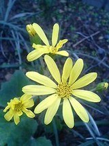 4c9742c3.jpg