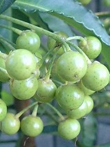 白の実万両