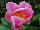 521c426f.jpg