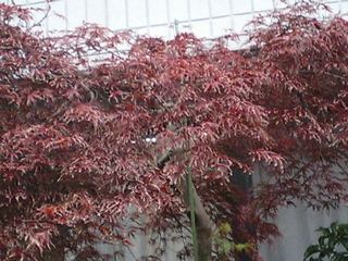 今年は、一気に紅色へと、、、。