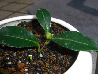 山茶花の挿し木 A