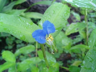 露草(つゆくさ)