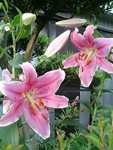 大きなカサブランカ