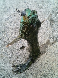 間違えなく誰でも釣れる穴ハゼちゃん