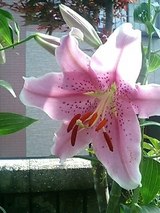カサブランカ