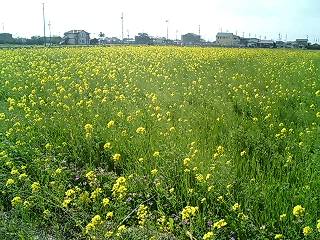 菜の花畑