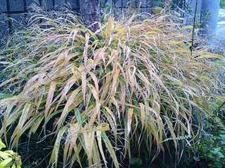 写真は枯草のようですが、実際は綺麗な山吹色なのよん。。。
