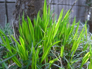 風知草の新芽