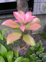 ÇÏ¿ìÌÚ¡Ê¥¢¥»¥Ó¡Ë¡¦¡¦¡¦¤¢¤±¤Ü¤Î