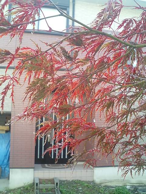 mo-mi-ji