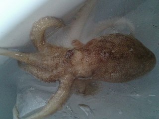 タコ様