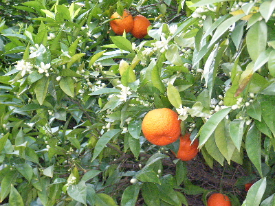 daidai
